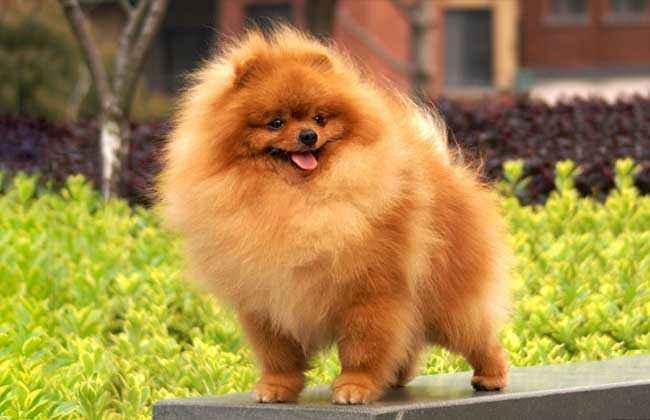 博美怀孕注意事项，主要还是这些方面的问题