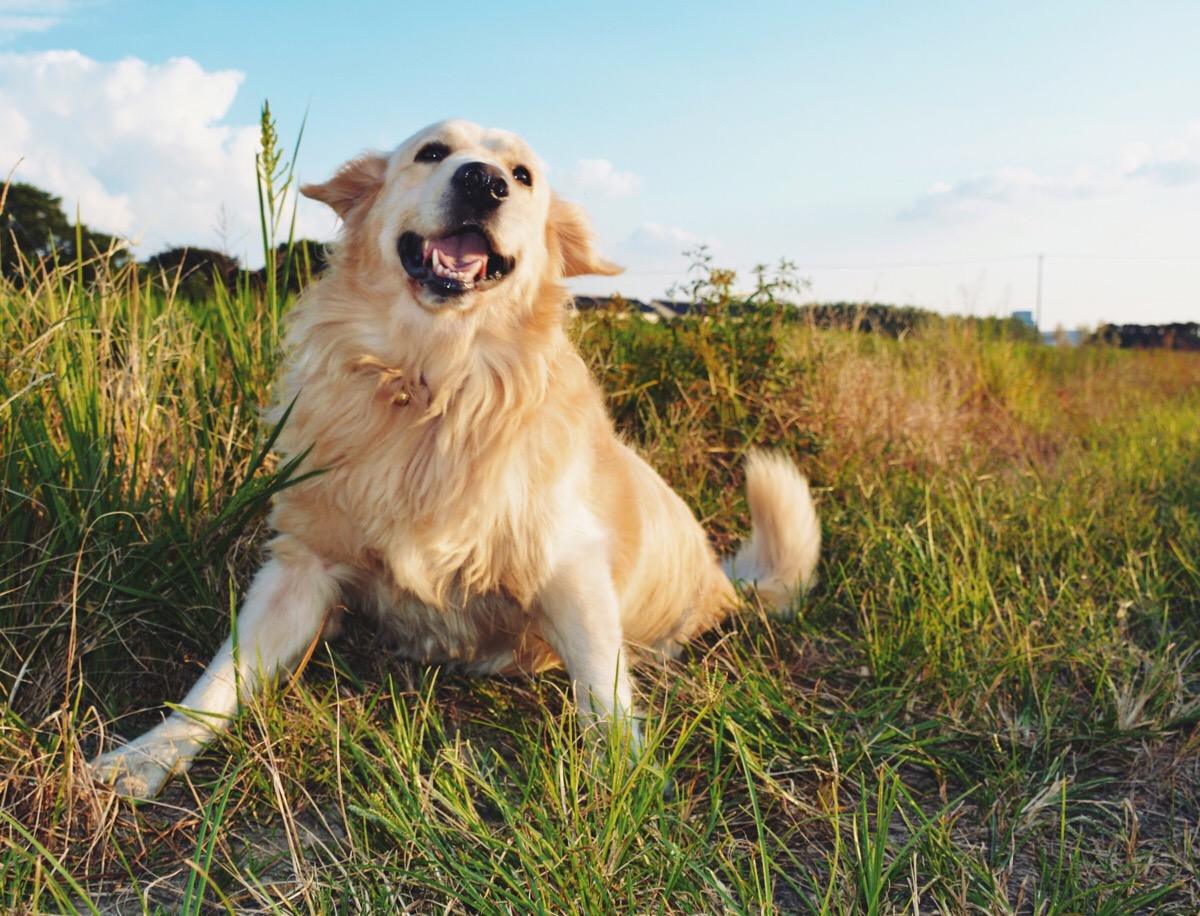拉布拉多犬和金毛哪个好,你心中的它最好