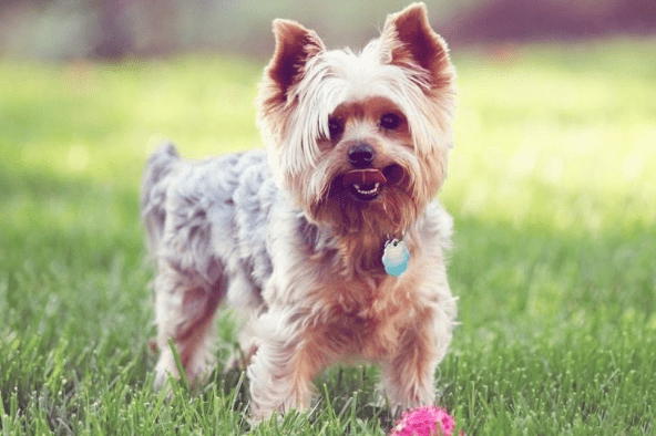 狗被蜱虫咬了怎么办？这些处理方法要早知