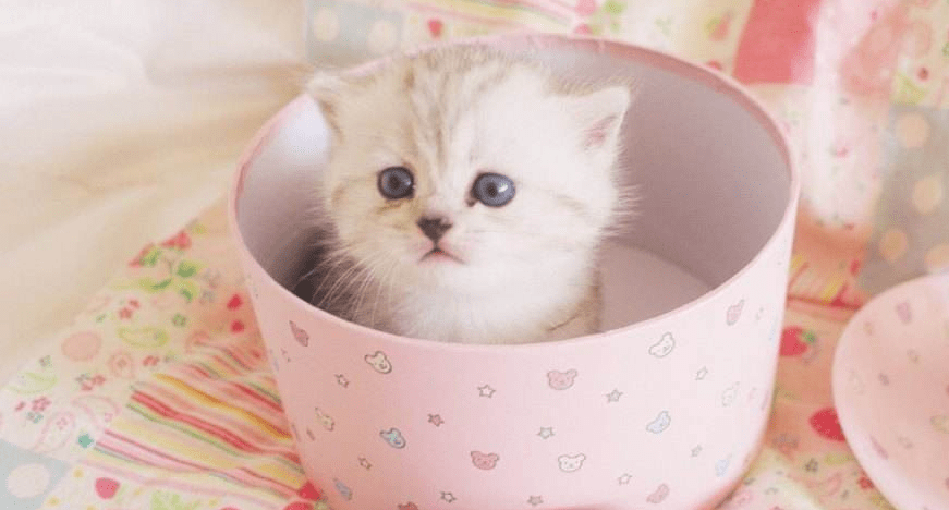 茶杯猫多少钱?前方超萌喵小主来袭