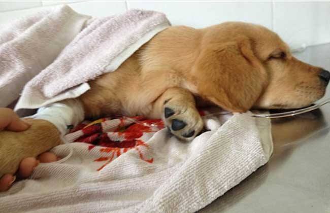 犬瘟热初期症状，有宠物的一定要注意了