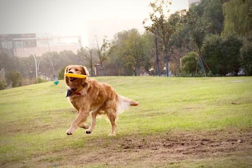 边境牧羊犬怎么训练,知道这些事半功倍