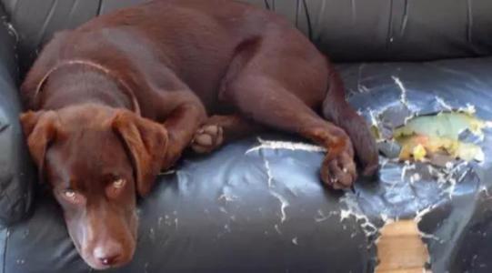 怎样让狗狗在指定地方大小便,勤加训练