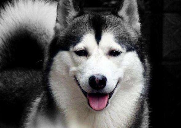 狗狗骨骼有问题怎么办？通常可以这样来做