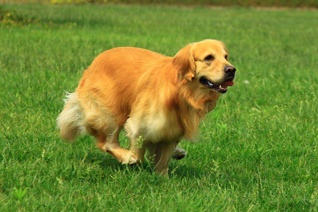 金毛犬一般吃什么，金毛营养饮食大全