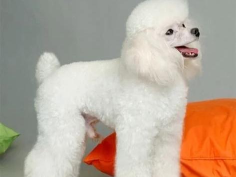 贵宾犬会得哪些病症?概率最大的是这几种