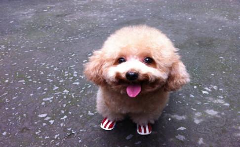 泰迪吃什么狗粮最好？有利于它的都是最好