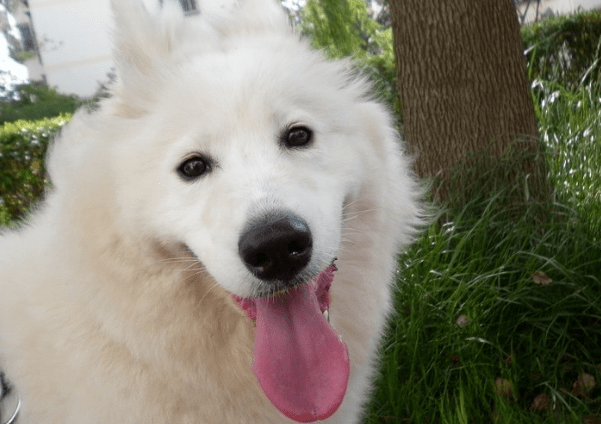 什么人适合养萨摩耶?来看看你是否达标