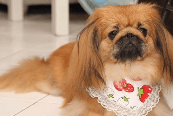 京巴犬怎么训练~你不得不知道的技巧