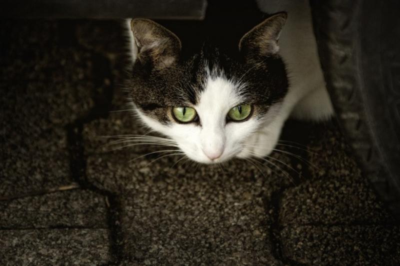 猫发烧的症状,注意这几点表现