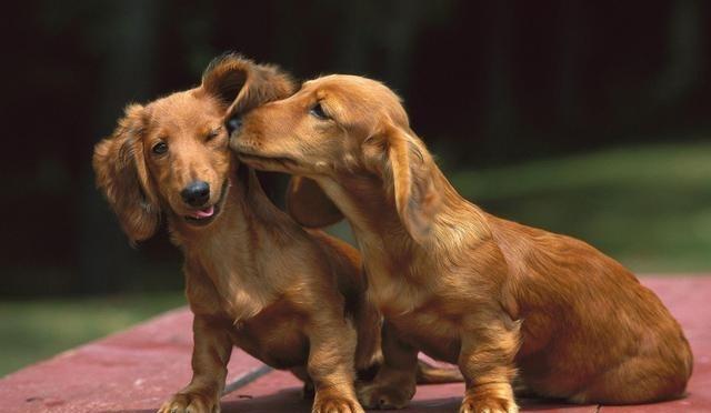 腊肠犬如何训练,训练有素的腊肠最迷人