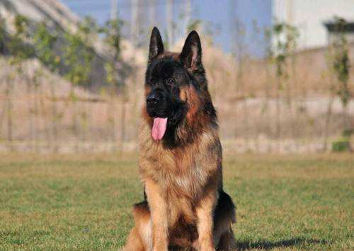 牧羊犬吃什么毛色好?一般来说吃这些