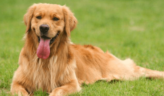 金毛犬属于大型犬吗?光看体型还不够