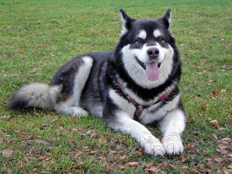 阿拉斯加犬多重?符合大型犬的标准