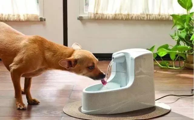 小狗拉肚子怎么办,几招教你不慌乱