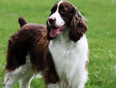 史宾格犬性格，那一瞬间你会不由自主的喜欢上它