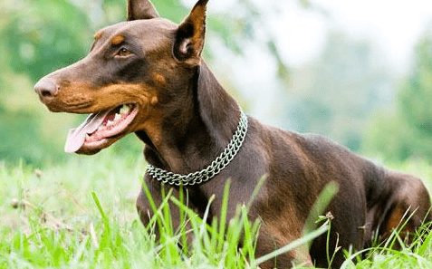 杜宾犬训练方法，优秀的宠主还不学起来？