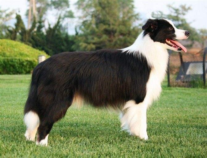 边境牧羊犬战斗力如何?直观的来说下