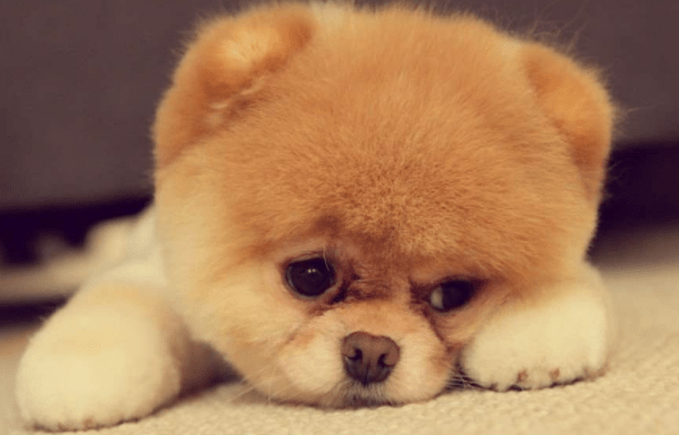 博美犬吃粮一天多少斤？正常是根据体重来的