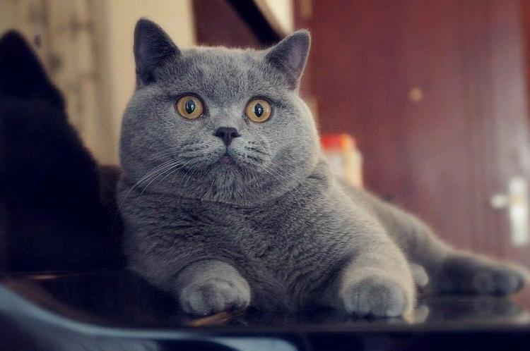 猫咪体内驱虫多久一次