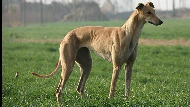 格力犬喂什么食物最好?这样喂好吃还不贵