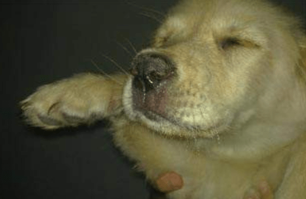 犬瘟症状前兆，出现这些情况要注意了