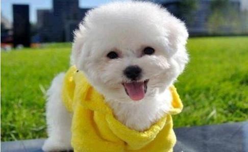 怎么训练比熊？其实套路方法都一样的