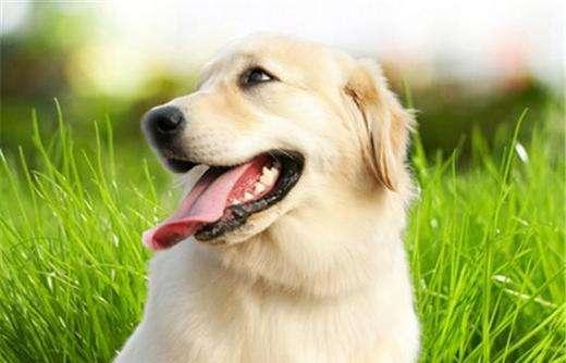 狗狗肛门红肿，这些原因是需要考虑的