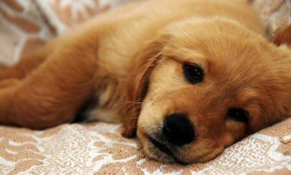 犬瘟热的治疗方法   危机无处不在