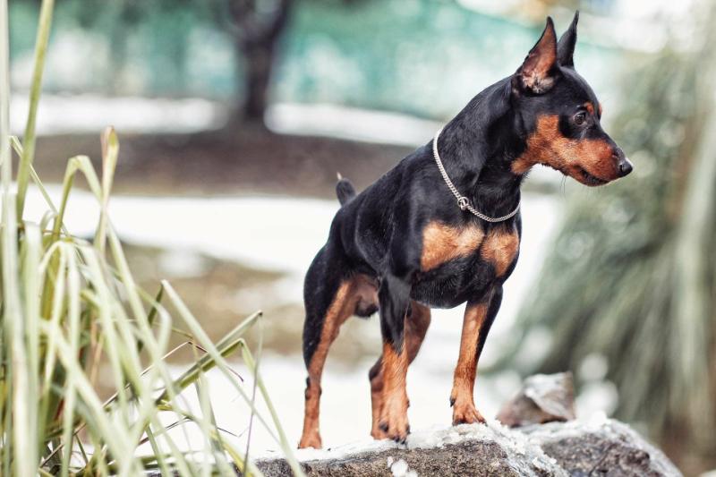 鹿犬怎么看纯不纯,来仔细看看这几处地方
