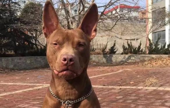 怎样训练比特犬,劳逸结合最重要