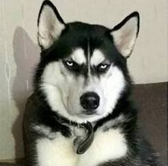 哈士奇搞笑图片，二哈称谓名不虚传