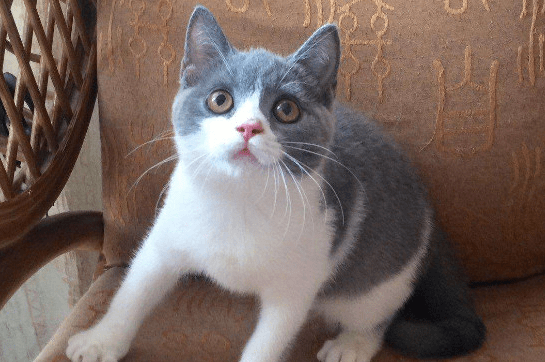 蓝白猫为什么比蓝猫贵?这几个原因占主导吧