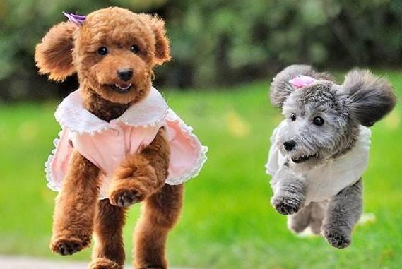 泰迪比熊是贵宾犬吗?别被它们的外表欺骗了