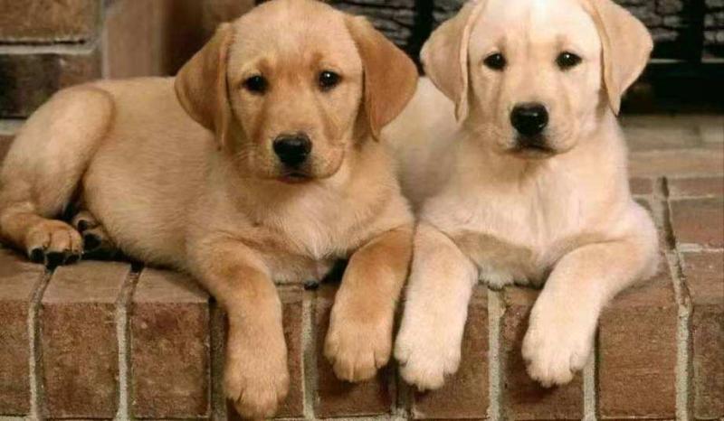 拉布拉多温顺吗？这些知识你应该感兴趣