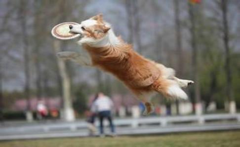 训练狗狗的方法大全,让狗狗和我们更加亲密
