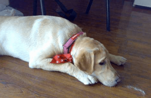 拉布拉多不叫怎么办？试着这样训练下