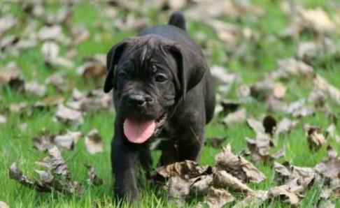 卡斯罗幼犬训练,该严厉的时候绝不温柔