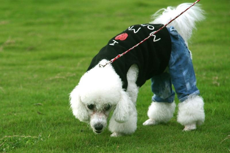 贵宾犬可以吃香蕉吗?自然是可以食用的
