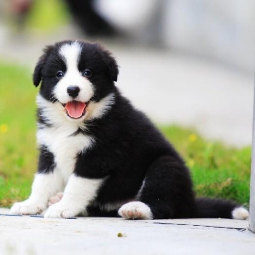 边境牧羊犬怎样训练?六个方面速成