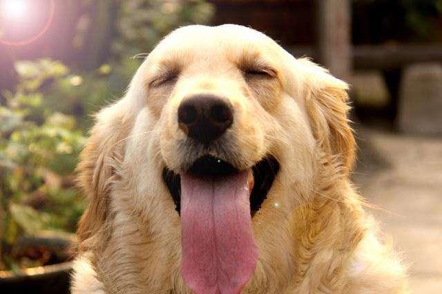 贵宾犬和金毛哪个狗好养?取决于这些方面