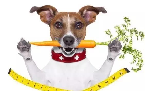 小狗拉肚子怎么办,几招教你不慌乱