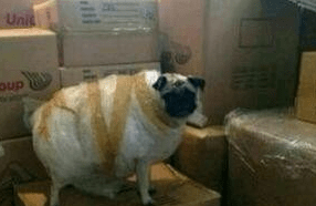 狗狗怎么办托运?包成快递一样邮寄吗