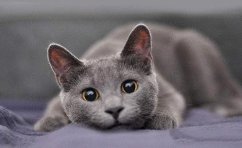 小猫鼻子上有黑垢,注意甄别这些情况