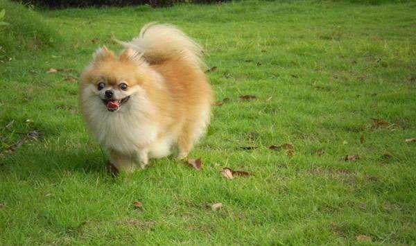 博美怀孕注意事项，主要还是这些方面的问题