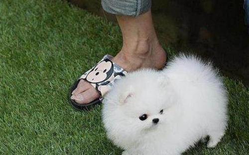 博美半夜叫不停怎么办?绝大部分是由于这个原因