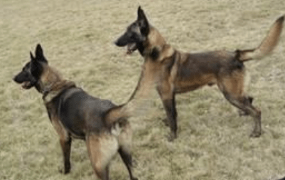 马犬多大可以训练?选对时间效果事半功倍