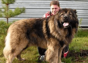 高加索犬护主吗?它是一个强大的守护神