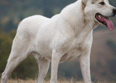 比藏獒还厉害的狗,这些猛犬凶起来好可怕