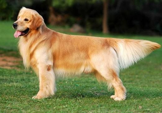 拉布拉多犬和金毛哪个好,你心中的它最好